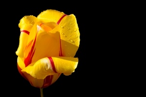 giallo, rosso, fiore, gocce, rosa, nero, rossa, tulipano, gialla, bicolore