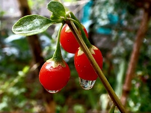 gocce, foglie, rosso, bacche, verde, acqua, tre, rami, ramo, sfocato, macro, bacca