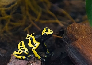 giallo, nero, rana, anfibio, zampe, bicolore, natura, animali, sasso, animale, occhi, acqua, strisce, muso