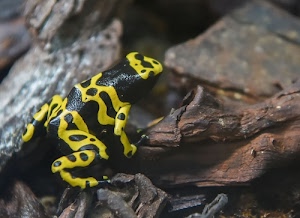 giallo, anfibio, nero, rana, zampe, bicolore, rocce, tronco, roccia, sassi, macchie