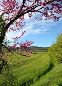 fiori, albero, nuvole, primavera, erba, verde, rami, rosa, cielo, prato, fiorito, azzurro, colline, campo, alberi, natura, campagna, grano, coltivati