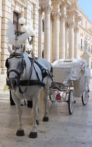 cavallo, carrozza, colonne, bianco, piume, pennacchio