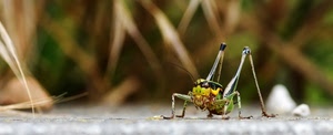 macro, insetto, zampe, cavalletta, natura, erba, verde, grillo, salto
