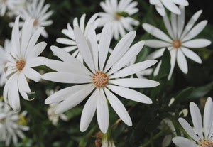 petali, fiori, bianco, margherite, margherita, natura, bianchi