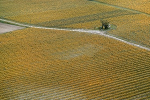 strada, campo, giallo, albero, filari, autunno, arato, linee, viti, coltivazioni