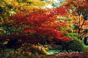 foglie, autunno, alberi, rosso, colori, giallo, rami, parco, verde, acero, bosco