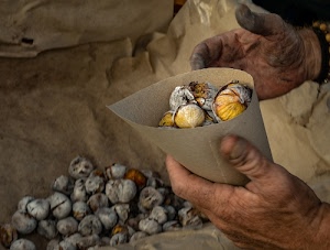 mani, castagne, cartoccio, carta, caldarroste, giallo, dita, cenere, cono, marroni, mano, frutti