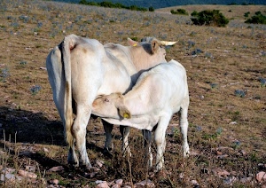 corna, coda, vitello, zampe, mucca, animali, bianco, pascolo, vacca, mucche, orecchie, due, prato, latte, occhi, allatta, tenerezza, sassi