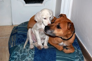cani, bianco, animali, marrone, due, cucciolo, tenerezza, coperta, occhi, orecchie, muso, coda, porta, cuccia, zampe, collare, azzurro, letto