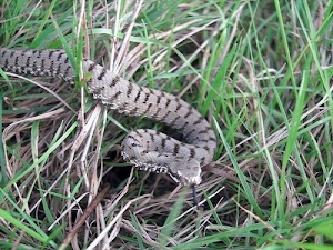 erba, serpente, vipera, lingua, grigio, rettile, verde, serpe, animale, testa