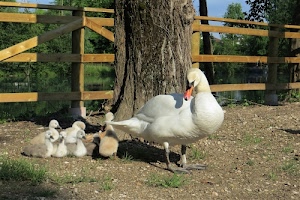 tronco, staccionata, bianco, verde, cigno, pulcini, becco, piccoli, piume, uccelli, nidiata, alberi, anatra, albero, steccato, anatroccoli, animali, erba, penne, oca, cielo, giallo, legno, uccello, zampe