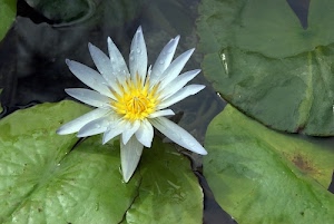 foglie, fiore, petali, bianco, giallo, ninfea, verde, acqua, corolla, stagno, verdi, galleggiare, macro, natura, pistilli