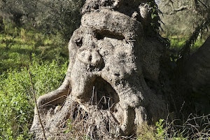 tronco, erba, albero, radici, verde, legno, ulivo, bocca, radice, faccia, ceppo, volto