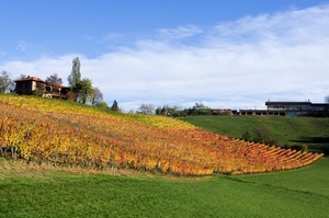 verde, collina, autunno, campagna, vigna, giallo, vigneti, viti, vite, casolare, filari, casa, prato, azzurro, agricoltura