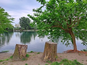 alberi, acqua, lago, verde, ceppi, tronchi, cielo, erba, foglie, radici, riflessi, tronco, nuvole, rami, ciocco, riva, riflesso, fiume, legno