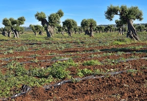 terra, alberi, ulivi, verde, cielo, campo, tronchi, azzurro, campagna, plastica, piante, erba, foglie, agricoltura, marrone, uliveto, coltivazione, coltivazioni, terreno