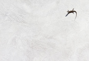 lucertola, muro, ombra, bianco, minimalismo, bianconero, animale