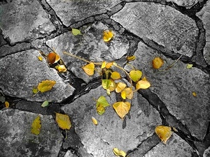 foglie, giallo, autunno, pietre, grigio, cadute, ramo, gialle