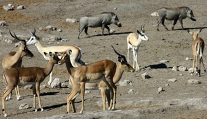 animali, sassi, corna, facoceri, gazzelle, cerbiatti, savana, mammiferi, cervi, deserto, fagoceri, antilopi, africa