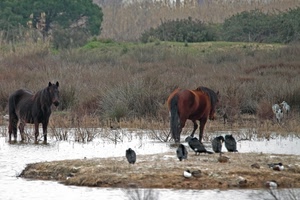 cavalli, uccelli, natura, animali, acqua, alberi, neve, palude, due