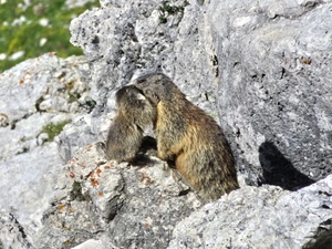 marmotte, animali, montagna, rocce, roccia, due, massi