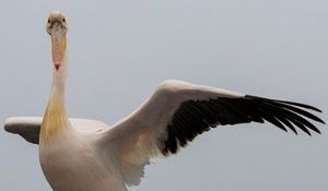 uccello, becco, ali, piume, bianco, cicogna, nero, collo