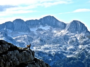 neve, cielo, nuvole, montagne, animale, roccia, stambecco, montagna, rocce, cime, camoscio, bianco, azzurro