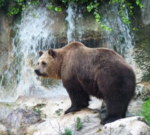 orso, cascata, animale, acqua, sassi, zampe, rocce, bruno