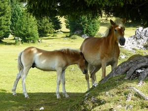 cavalli, alberi, prato, puledro, due, erba, verde, animali, radici, bosco