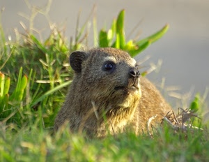 erba, verde, animale, pelo, occhi, muso, marmotta, naso, prato, musetto, mammifero
