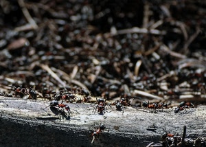 formiche, insetti, macro, legno, ramo, tronco, operaie, zampe, rosse, nero, rosso, animali, formicaio