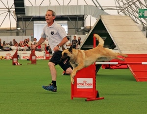 cane, gara, rosso, uomo, verde, salto, ostacoli, prato, saltare