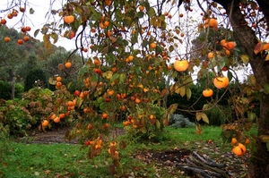 foglie, albero, cachi, frutta, arancione, autunno, prato, verde, rami, frutti, arancio