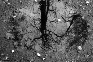albero, riflesso, pozzanghera, rami, bianconero, acqua, pozza, sassi, terra