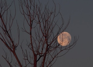 luna, rami, albero, cielo, grigio, sera, piena