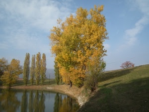 alberi, cielo, verde, nuvole, prato, autunno, riflesso, acqua, lago, riflessi, fiume, foglie, giallo, erba, paesaggio