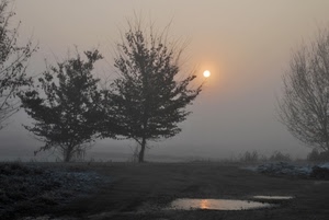 nebbia, sole, alberi, inverno, alba, pozzanghera, rami, pianura, foschia