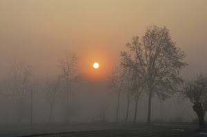 alberi, nebbia, sole, tramonto, inverno, foschia, alba, controluce, rami