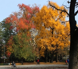 autunno, alberi, parco, giallo, bicicletta, persone, passeggino, colori, rosso