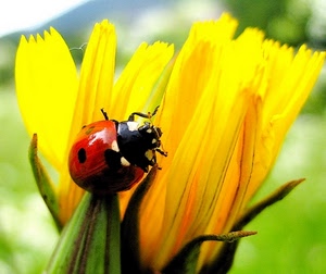 coccinella, giallo, fiore, natura, macro, rosso, verde, petali, insetto