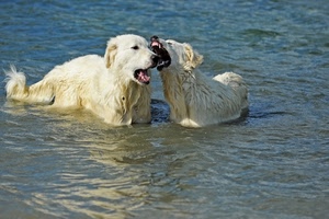 cani, acqua, mare, bagno, bianco, bianchi, due, cane, morso