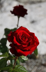 rosa, petali, rosso, fiore, foglie, verde, ombra, rossa