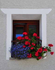finestra, fiori, rosso, viola, gerani, foglie, vetri, muro, grigio, davanzale, verde, blu, vetro, bianco, azzurro, geranio