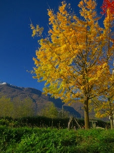 albero, giallo, foglie, autunno, verde, montagna, erba