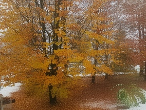 autunno, alberi, foglie, giallo, bosco, tappeto, rami
