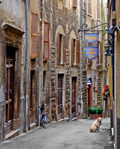 cane, vicolo, bicicletta, insegna, finestre, porte, fiori, strada, case, via, vasi, insegne, bici, persiane, paese, scorcio, piante, animale