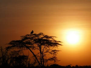 albero, tramonto, uccello, sole, savana, arancione, controluce, cielo