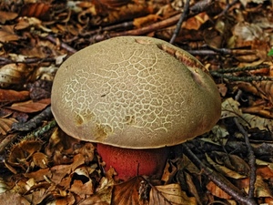 foglie, fungo, rami, autunno, gambo, cappella, cappello, bosco