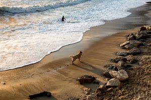 mare, cane, spiaggia, onde, sassi, sabbia, onda, schiuma