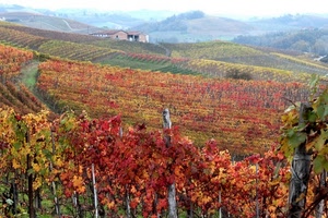 autunno, colline, paesaggio, viti, uva, foglie, colori, filari, campagna, panorama, rosso, vite
